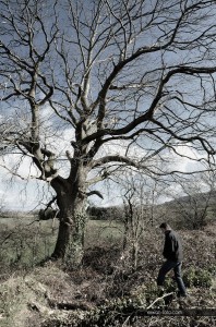 Un chêne à Locronan